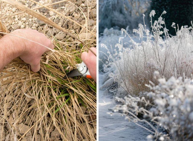 Zdrowa murawa porady