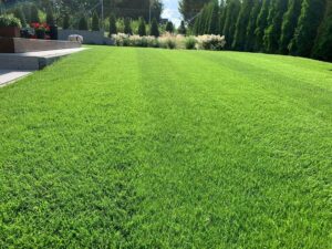 Jak dbać o trawnik: kompleksowy przewodnik do pielęgnacji zielonej przestrzeni w Twoim ogrodzie