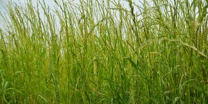 Jak skutecznie wybierać i pielęgnować trawy lakowe, aby stworzyć efektowny ogród