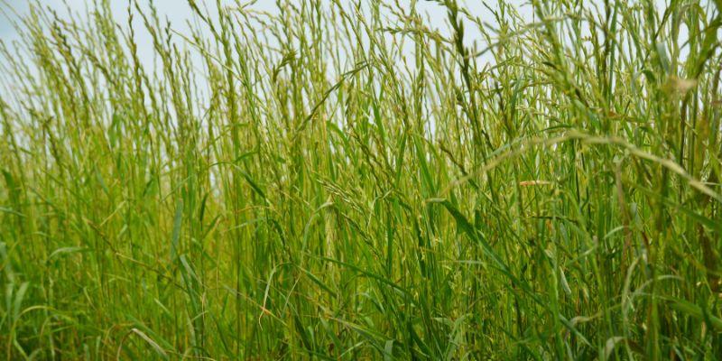 Jak skutecznie wybierać i pielęgnować trawy lakowe, aby stworzyć efektowny ogród