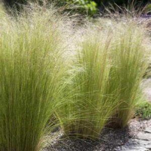 Niskie trawy ozdobne: kompleksowy przewodnik po aranżacji ogrodu