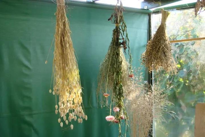 Praktyczne metody suszenia traw ozdobnych na własnym podwórku
