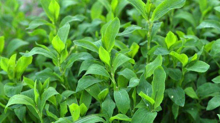 Korzyści zdrowotne rdest ptasi