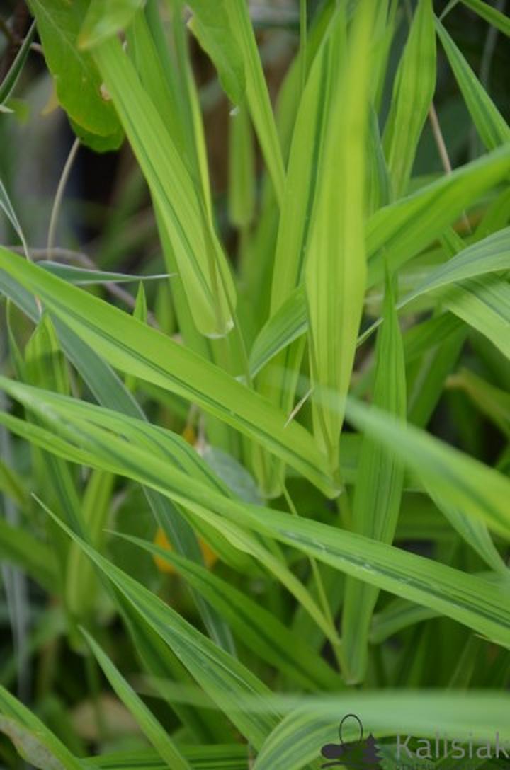 Trawy rozlogowe w ogrodzie