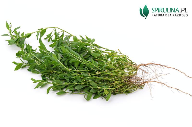 Rdest ptasi - odkryj jego zdrowotne właściwości i zastosowania w kompleksowym przewodniku