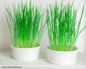 Trawa pszeniczna – gdzie kupić i jak wzbogacić swój zdrowy styl życia?
