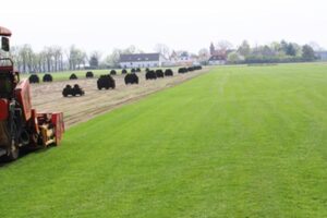 Trawnik marzeń: profesjonalne wskazówki i praktyczne rozwiązania, jak o niego dbać