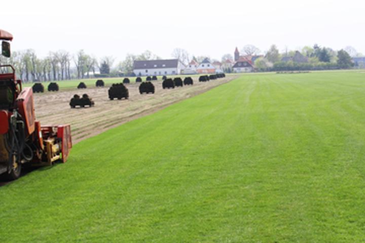 Trawnik marzeń: profesjonalne wskazówki i praktyczne rozwiązania, jak o niego dbać