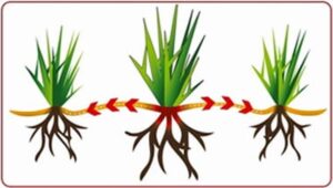 Trawy rozlogowe – kompleksowe porady, które ułatwią amatorom ogrodnictwa wybór idealnych roślin