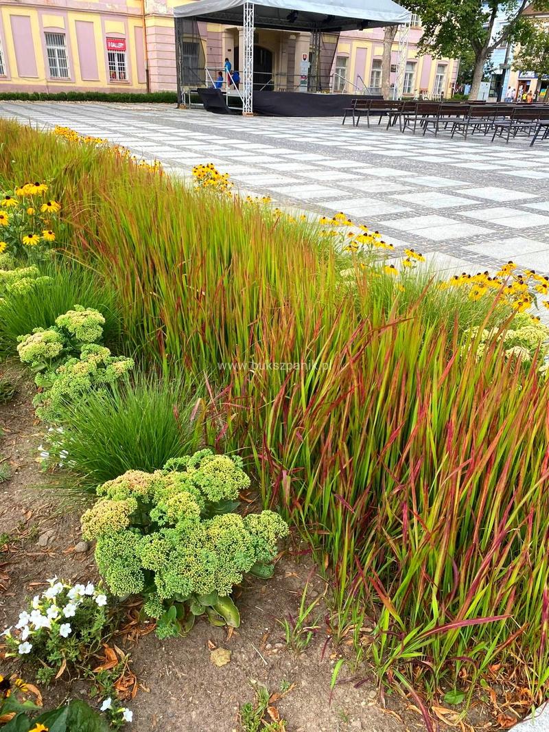 Aranżacja ogrodu z trawą