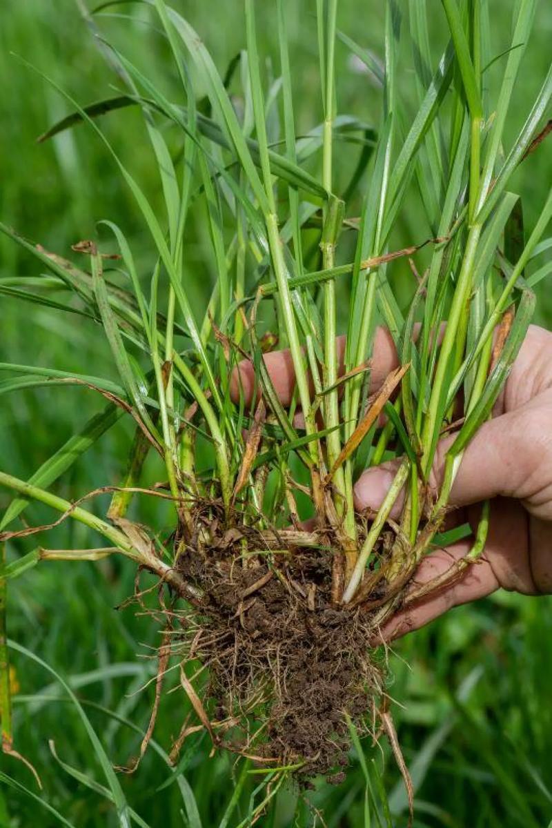 Pielęgnacja trawnika