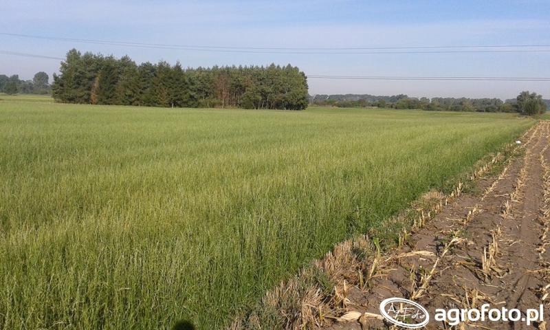 Pielęgnacja trawy jednorocznej