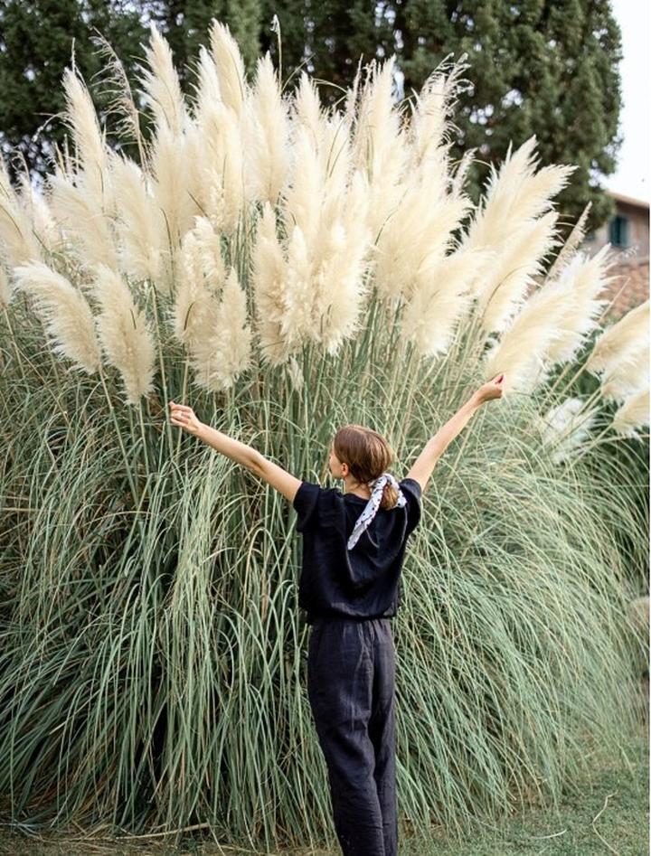 Rośliny towarzyszące