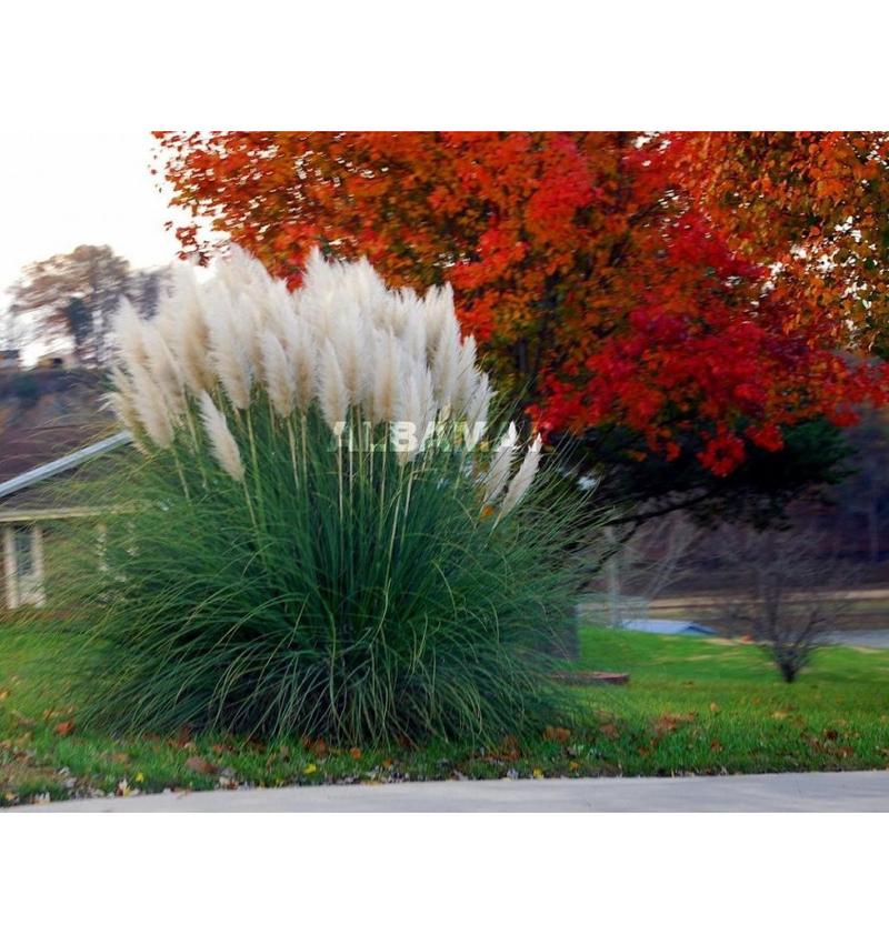 Trawa pampasowa w ogrodzie