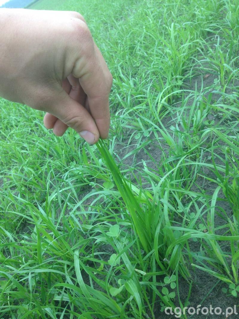 Wysiew trawy w Polsce