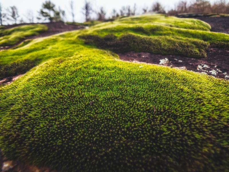 Jak skutecznie pozbyć się mchu na kostce i zapobiec jego nawrotom w ogrodzie?