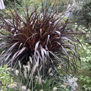 Jak z powodzeniem uprawiać trawę Vertigo? Kompleksowe wskazówki dla początkujących ogrodników