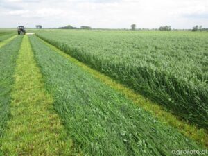 Kiedy siać trawę jednoroczną? Praktyczne porady dla ogrodników