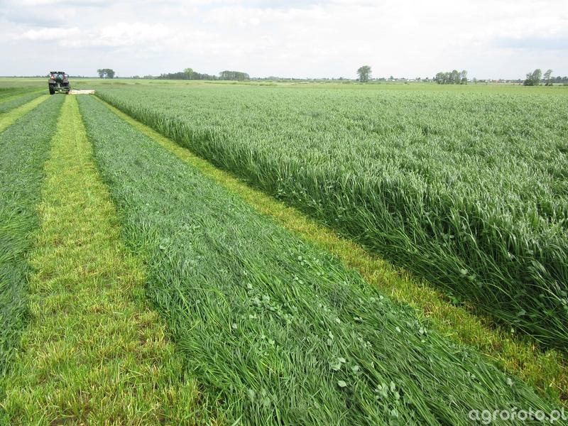 Kiedy siać trawę jednoroczną? Praktyczne porady dla ogrodników