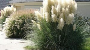 Kiedy Trawy Ozdobne Rozkwitają: Przewodnik Krok Po Kroku Do Pielęgnacji i Uprawy