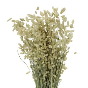 Zielona trawa ozdobna – sekrety pięknego ogrodu pełnego życia