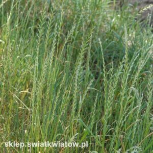 Życica – Potężny Sprzymierzeniec w Drodze do Pięknego Trawnika: Praktyczne Porady Dotyczące Sadzenia i Pielęgnacji