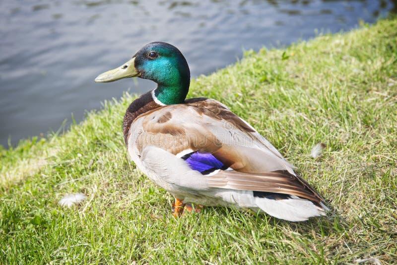 Dieta w chorobie trawa krzyżówka
