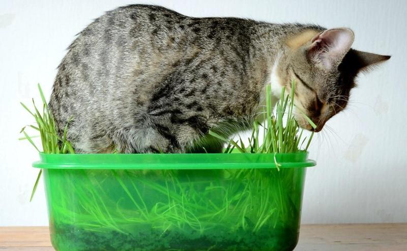 Koty zdrowie i dieta