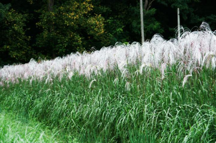 Naturalne nawożenie trawy