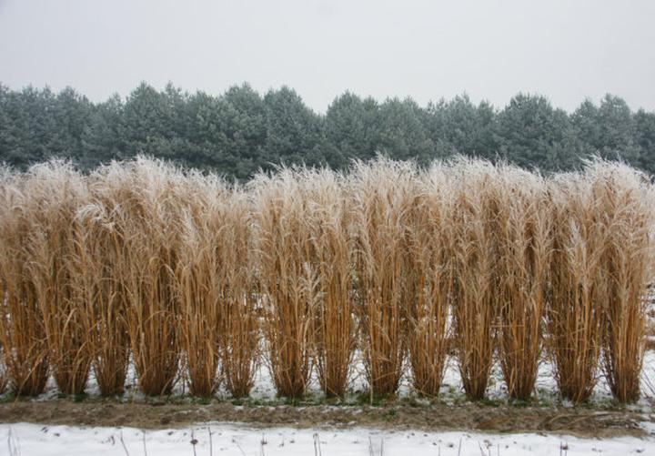 Odpowiednia gleba dla traw