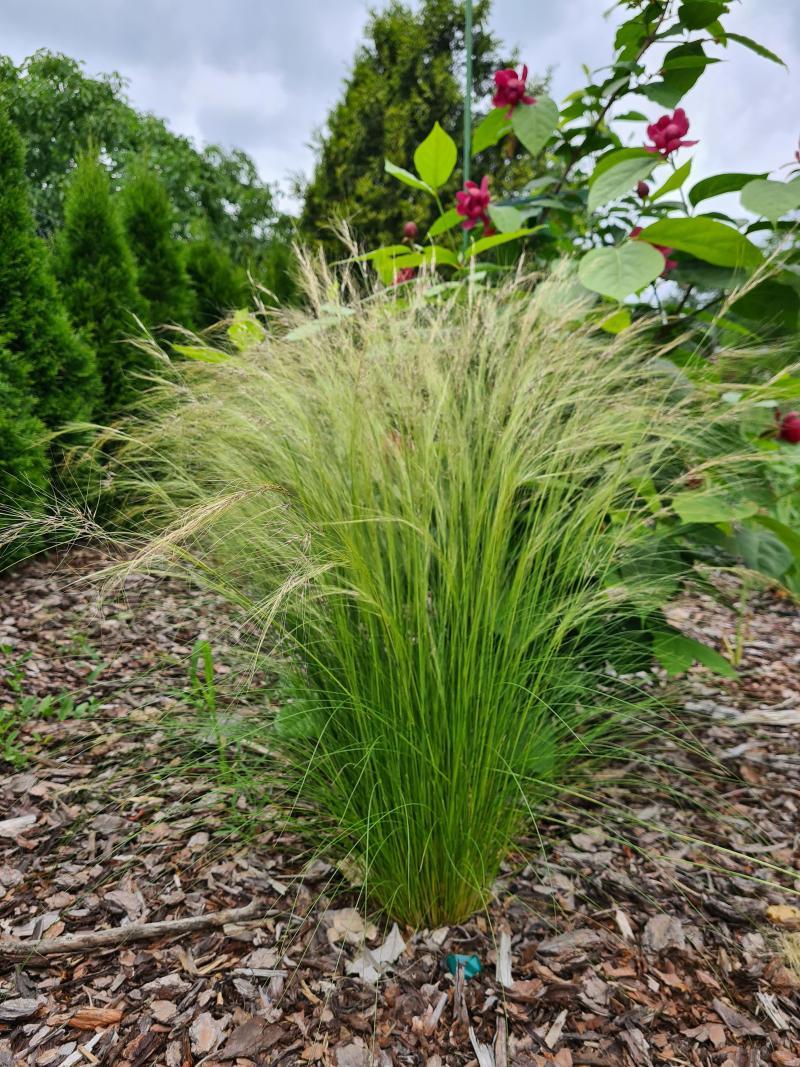 Pielęgnacja trawy pony tails