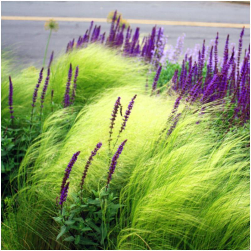 Uprawa trawy pony tails