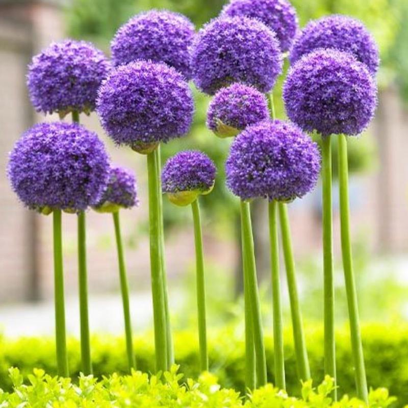 Czosnek ozdobny w Twoim ogrodzie: jakie rośliny sadzić obok niego? Praktyczne wskazówki