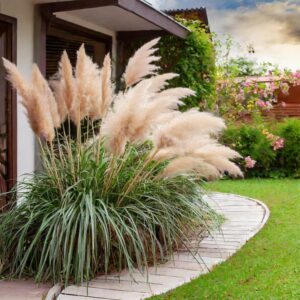 Jak przygotować trawę pampasową na zimę i skutecznie chronić rośliny przed mrozem