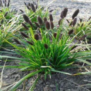 Jak wybrać i pielęgnować ozdobne gatunki traw zimozielonych do swojego ogrodu?