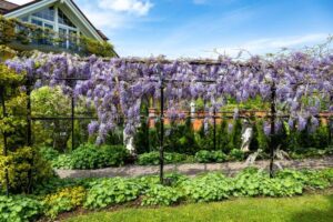 Skuteczne metody i środki na walkę z mchem: żelazo jako hit w ogrodzie