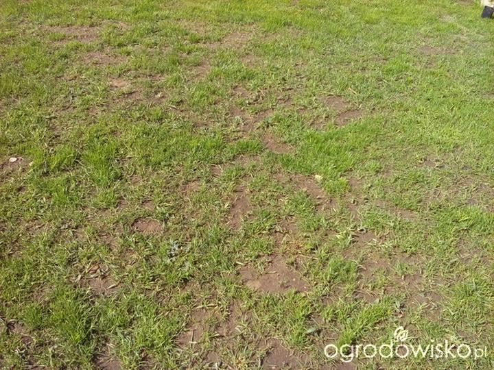 Aranżacja zielonej przestrzeni