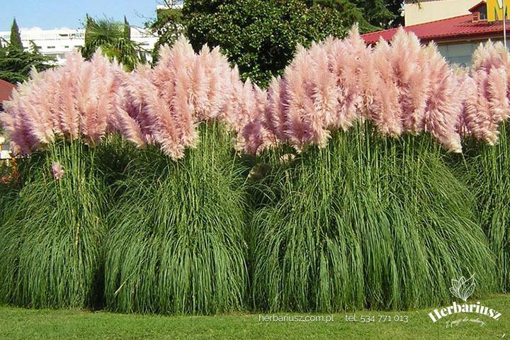 Błędy przy sadzeniu trawy pampasowej