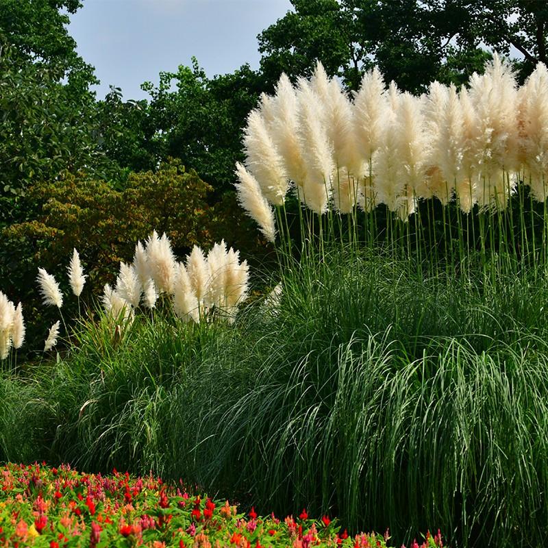 Czas sadzenia trawy pampasowej