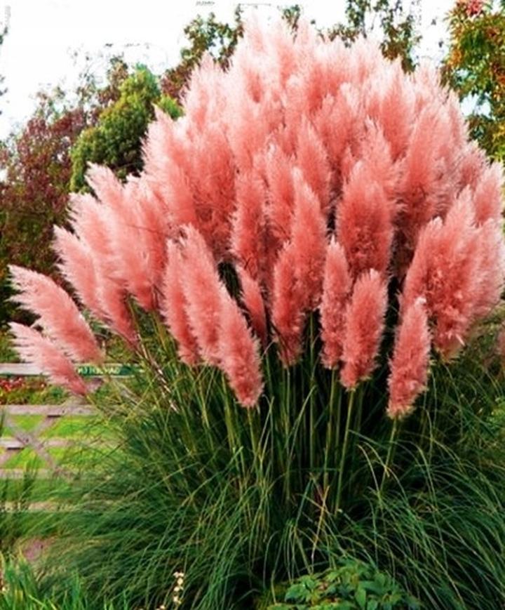 Pielęgnacja trawy pampasowej