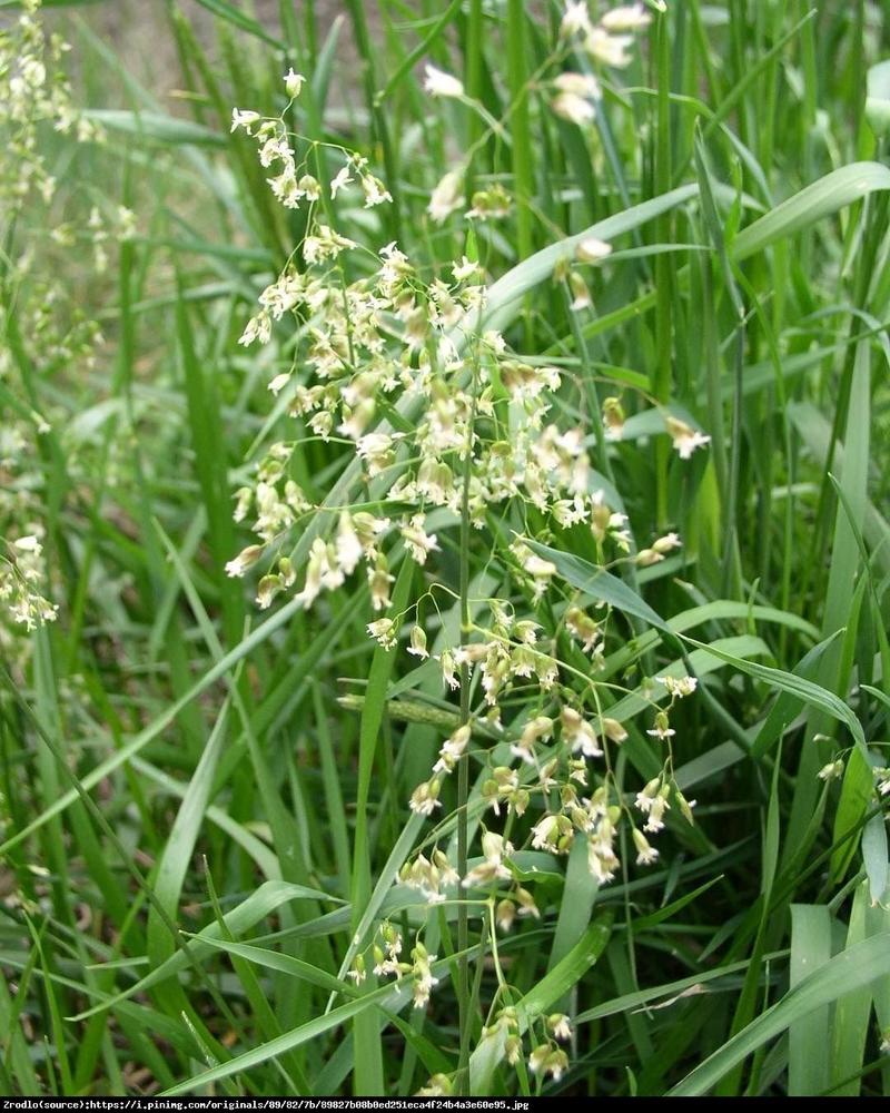 Pielęgnacja trawy żubrówki