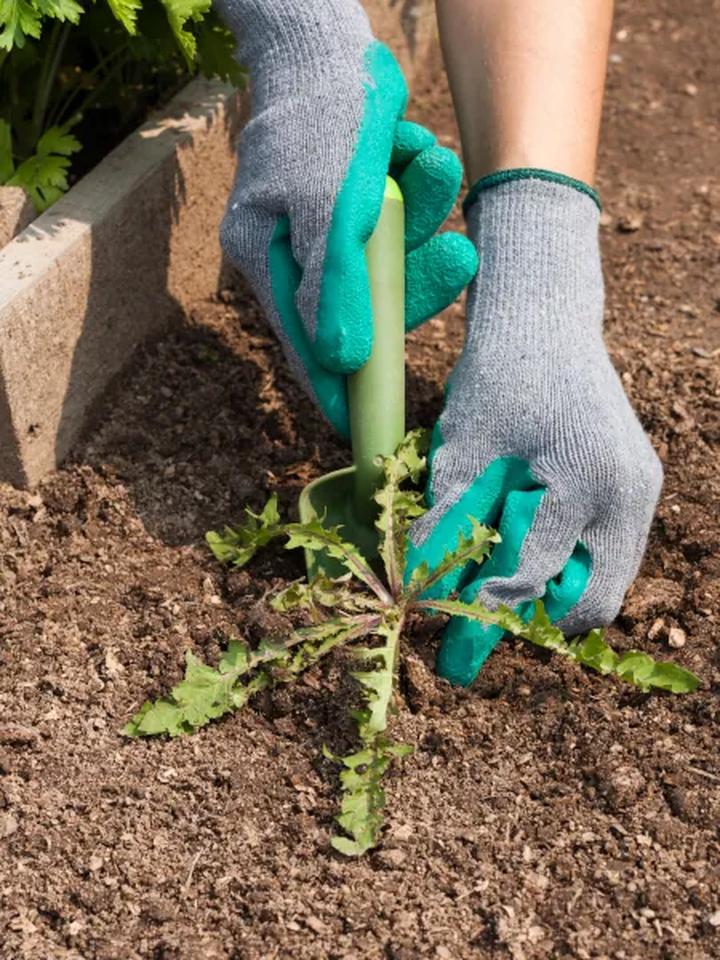 Rośliny do gliniastej gleby
