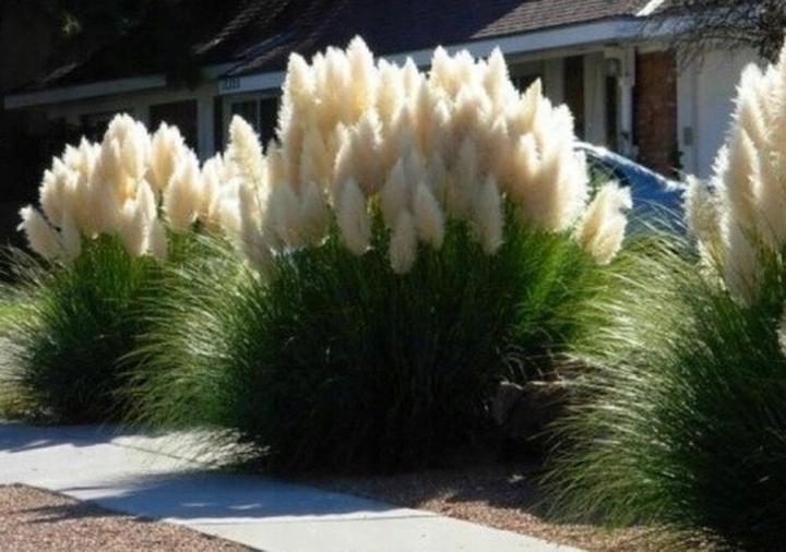 Sadzenie trawy pampasowej