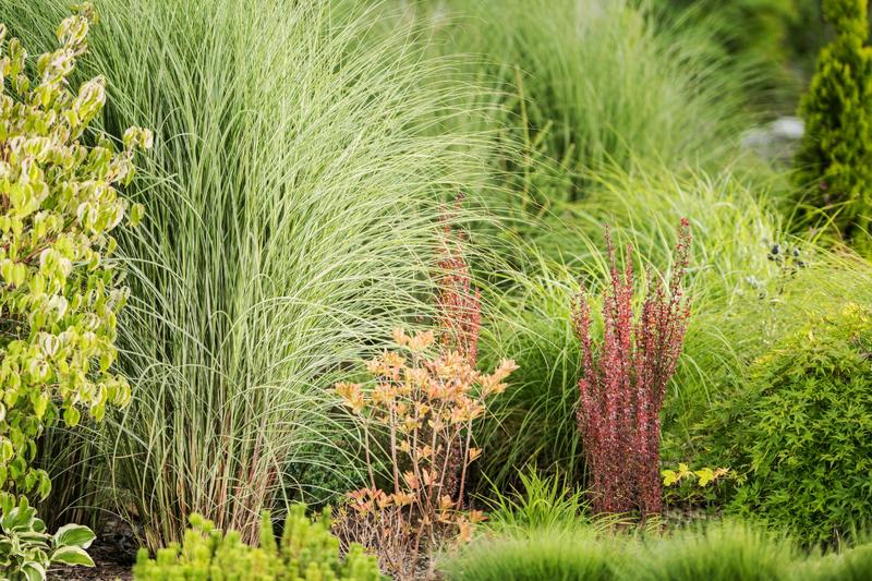 Trawy ozdobne w ogrodzie