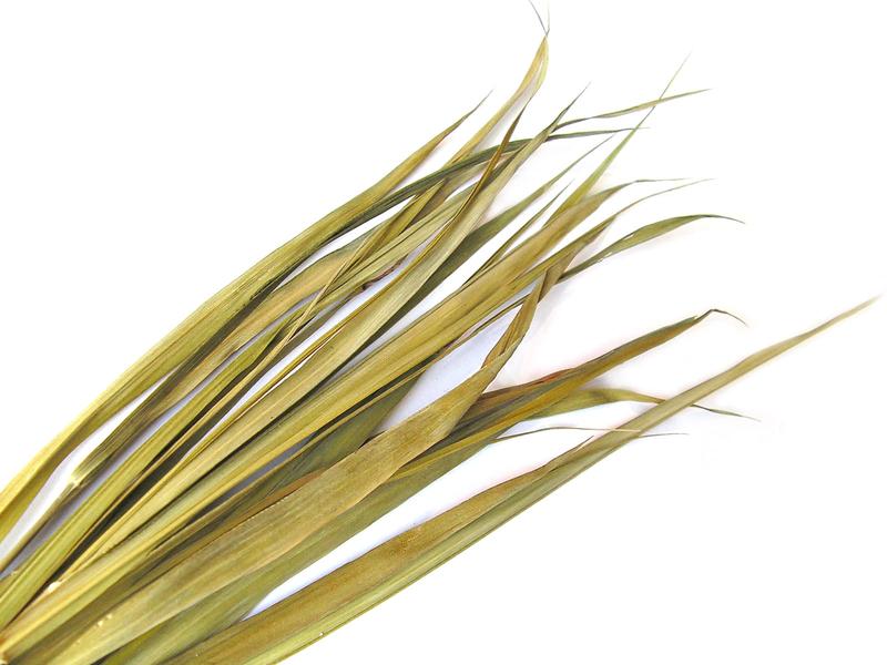 Zwalczanie szkodników trawy