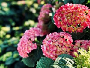 Hortensje w twoim ogrodzie – najlepsze rośliny komplementarne, które je uzupełnią