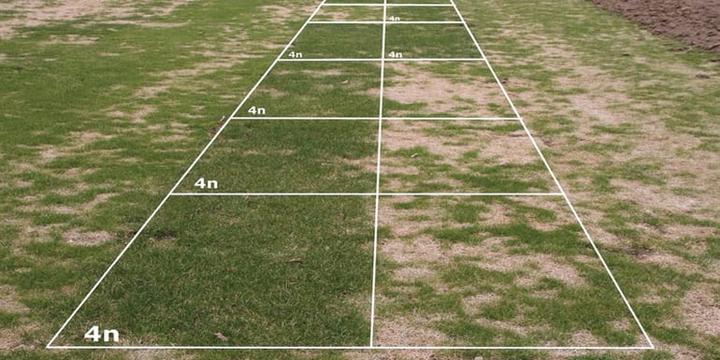 Jak skutecznie przeprowadzić dosiewanie trawy i cieszyć się pięknym oraz zdrowym ogrodem?
