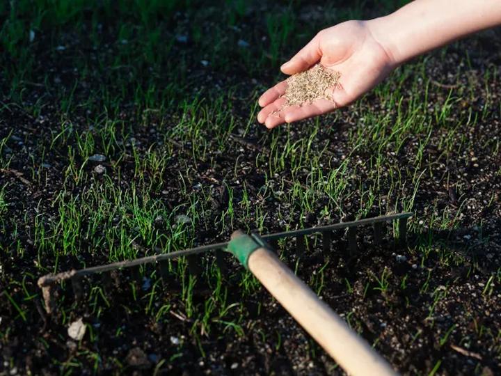 Jak stworzyć piękną zieloną przestrzeń na glinie? Kompleksowe rozwiązania dla trawnika