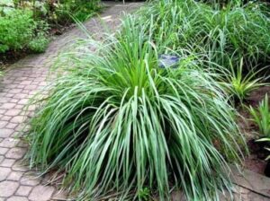 Sekrety uprawy i pielęgnacji trawy żubrówki w Twoim ogrodzie