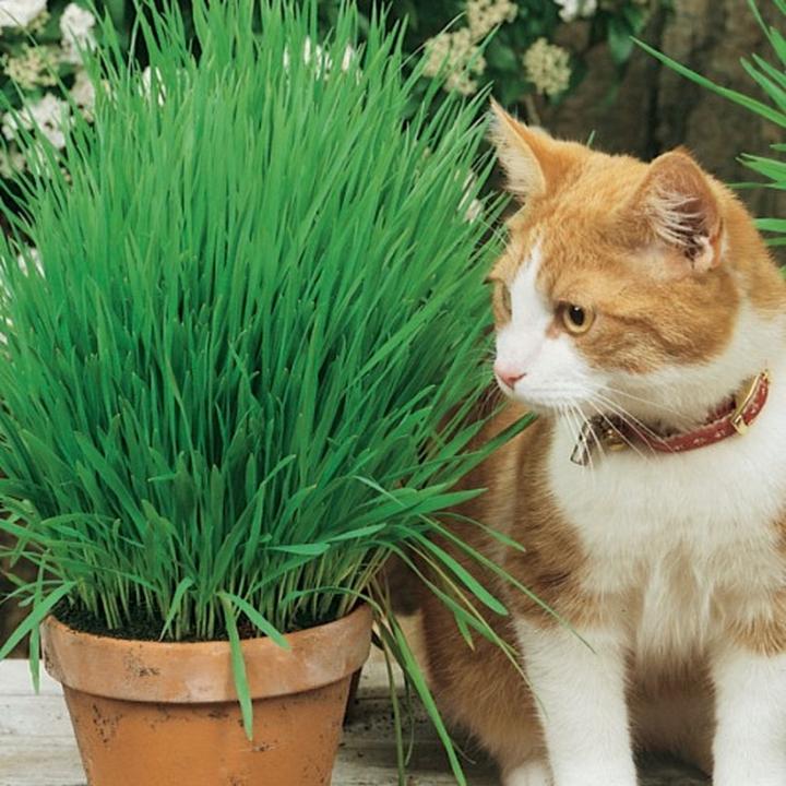 Bezpieczna trawa dla kota i substancje do unikania
